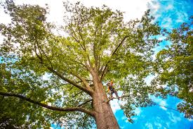 Professional Tree Services in Greenville, NY