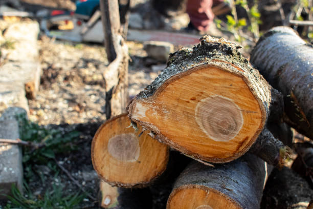 Best Storm Damage Tree Cleanup  in Greenville, NY