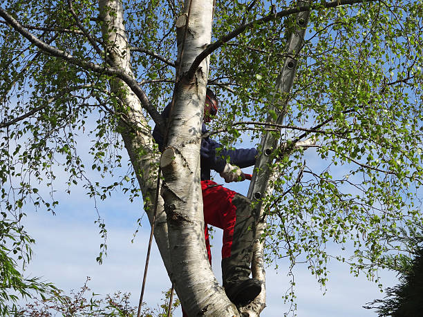 How Our Tree Care Process Works  in  Greenville, NY